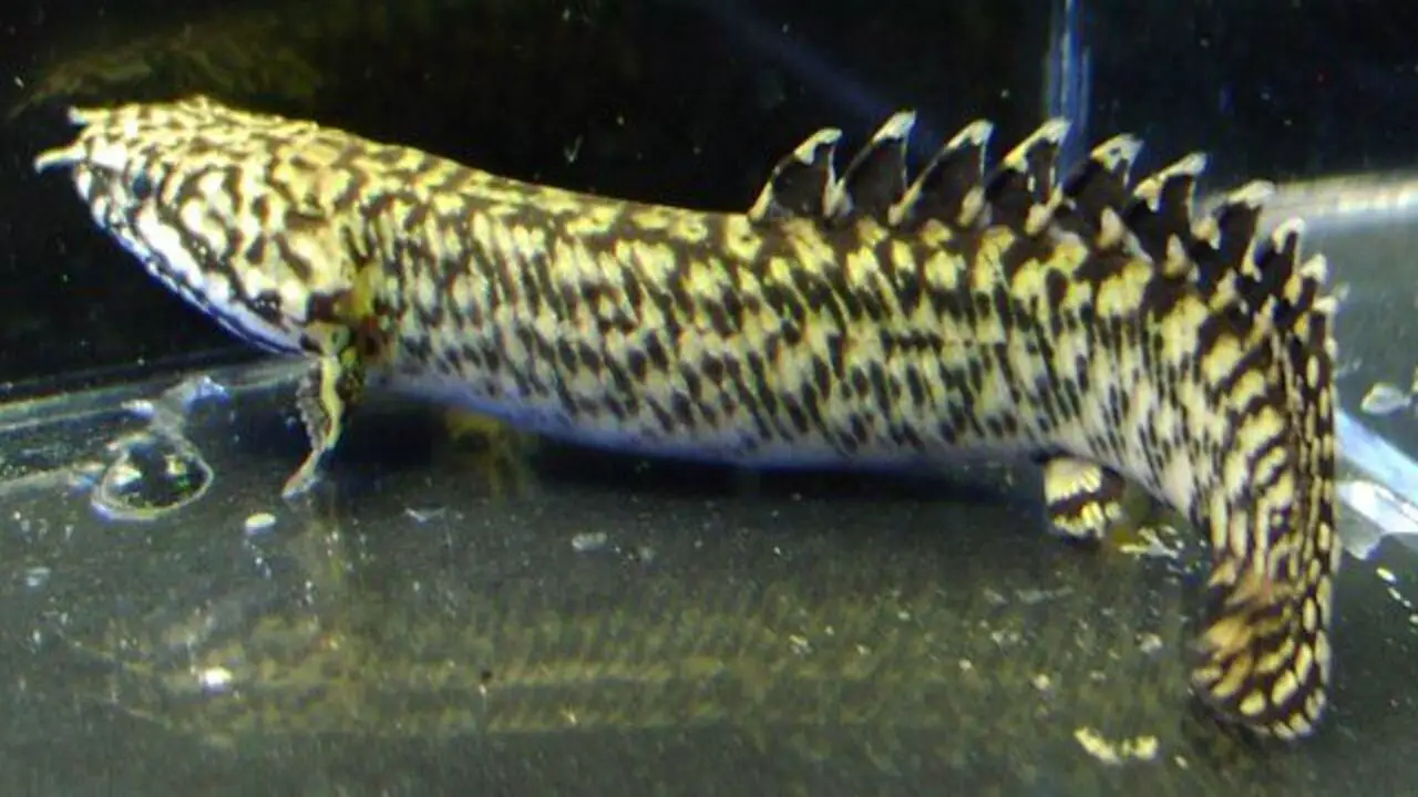 Tips For Perfecting Your Bichir Pronunciation