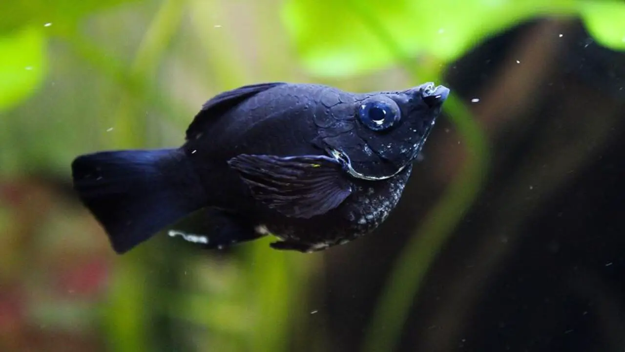 Tips For Selecting And Introducing Balloon Molly Fish To Your Aquarium