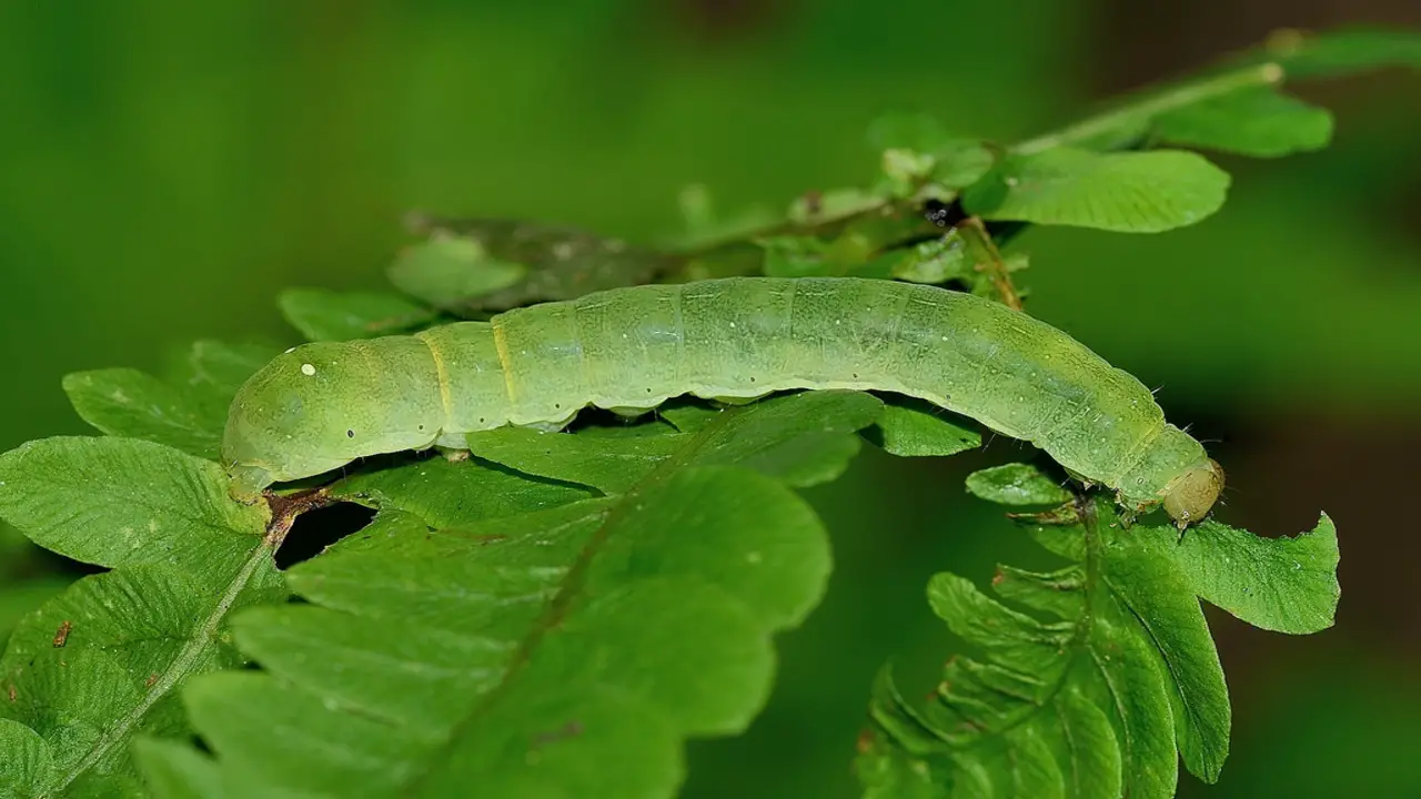 Tips To Avoid Angled Sunbeam-Caterpillar Infestations