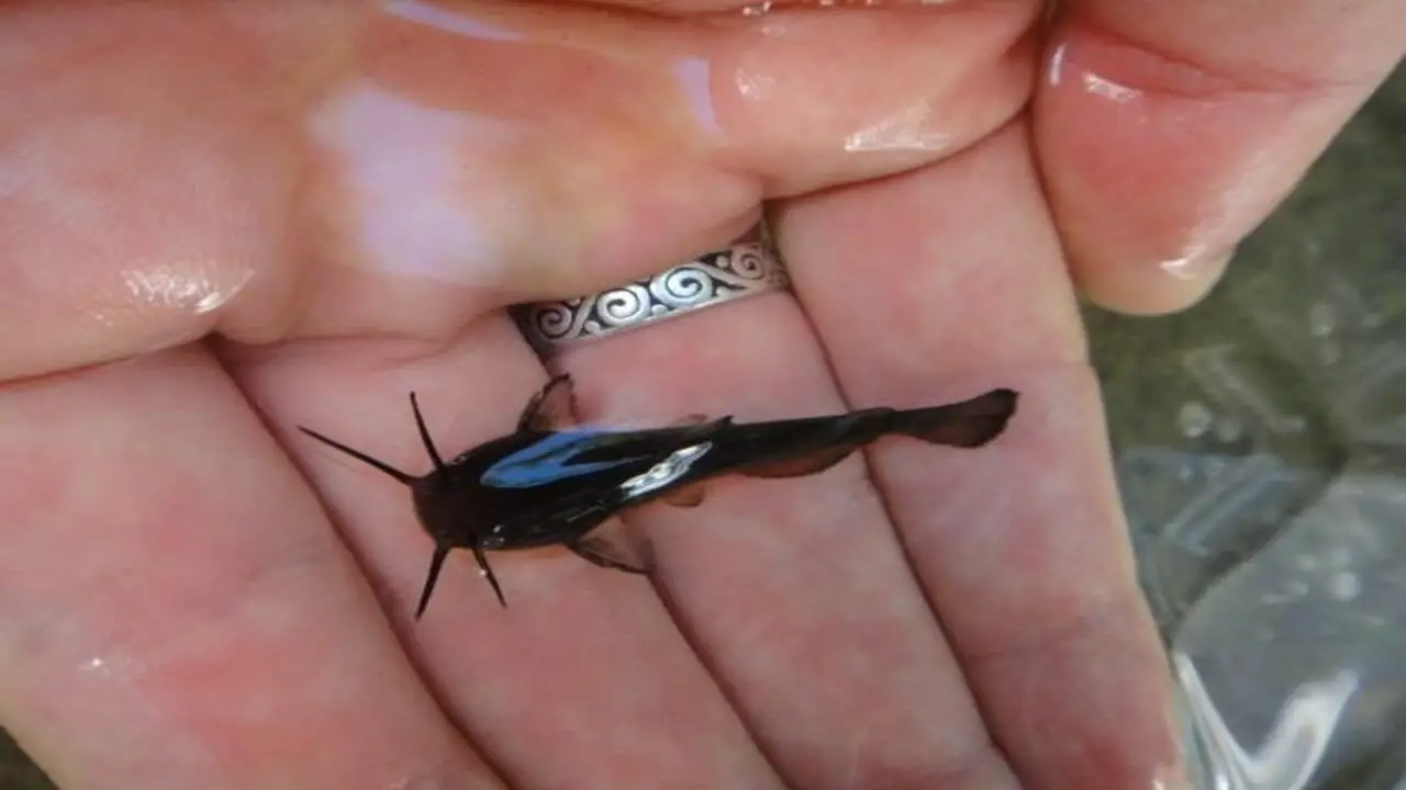 Tips To Identify Male Or Female Baby Channel Catfish