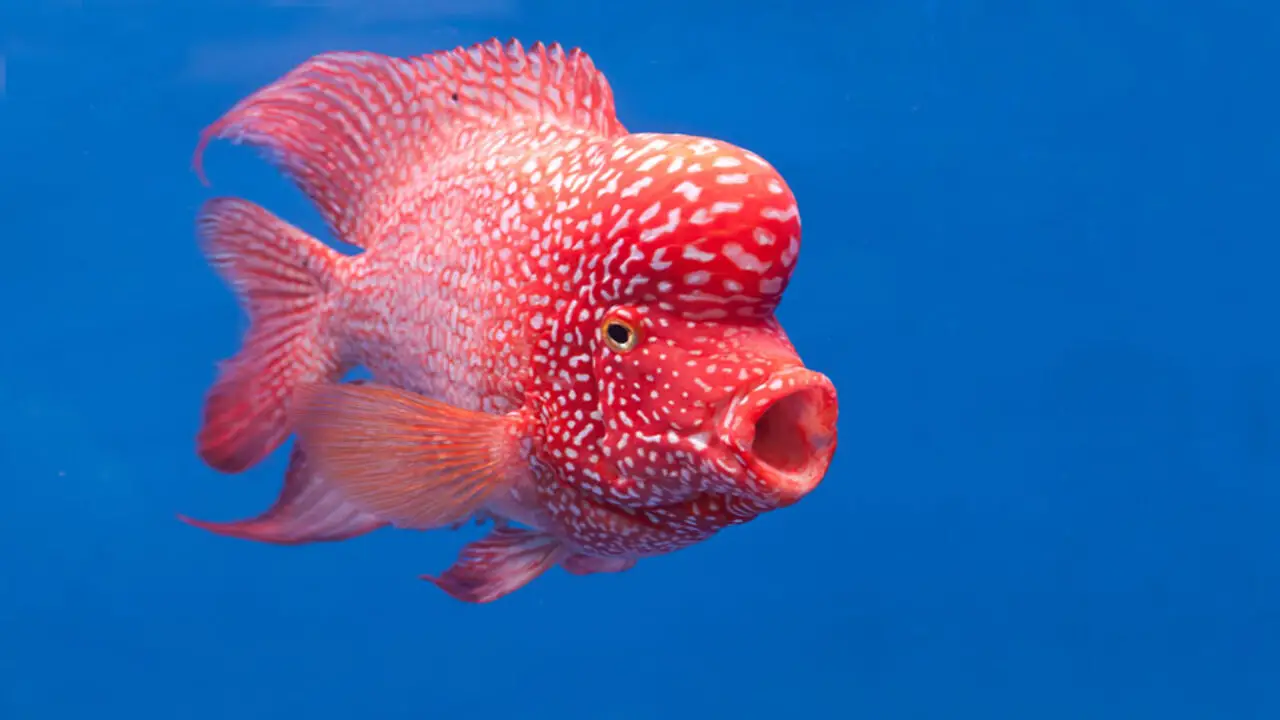 Top 10 Weirdest Things Found On A Bump On Fish Head