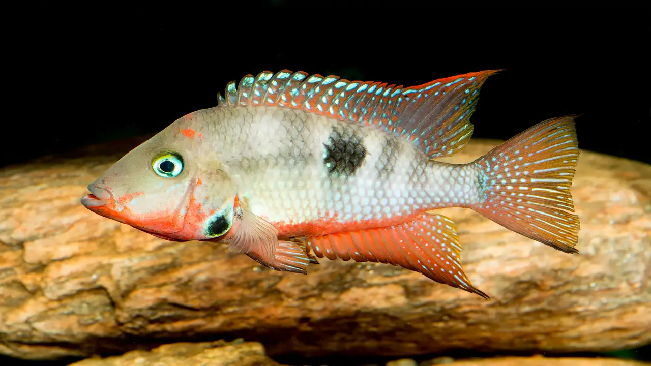 Top 6 Recommendations For The Best Place To Buy Cichlids Online