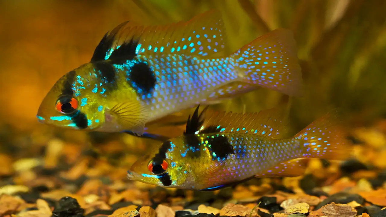 Top 8 Reasons The German Blue Ram Female Fish For Aquarium
