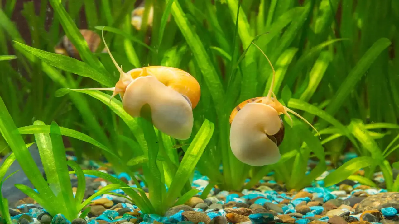 Top Algae Eater With Goldfish Tanks: A Perfect Aquarium Combination