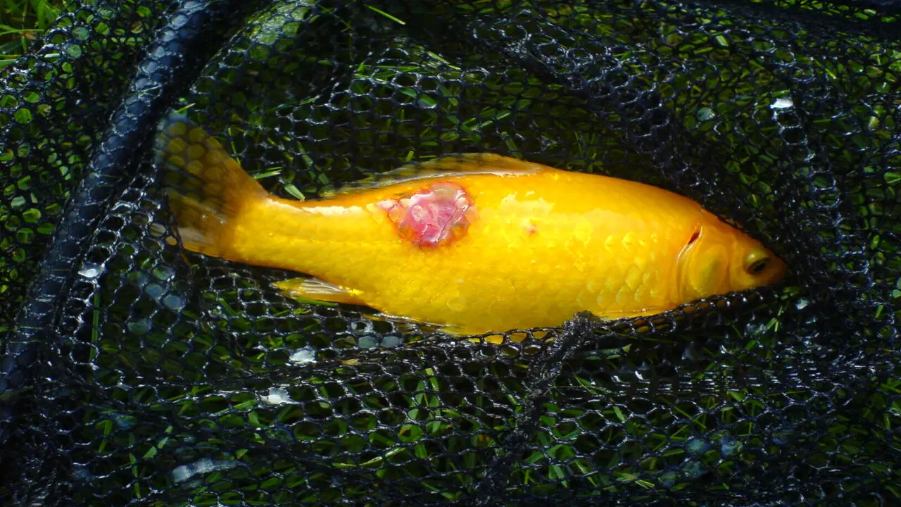 Treatment Options For Goldfish Ulcers