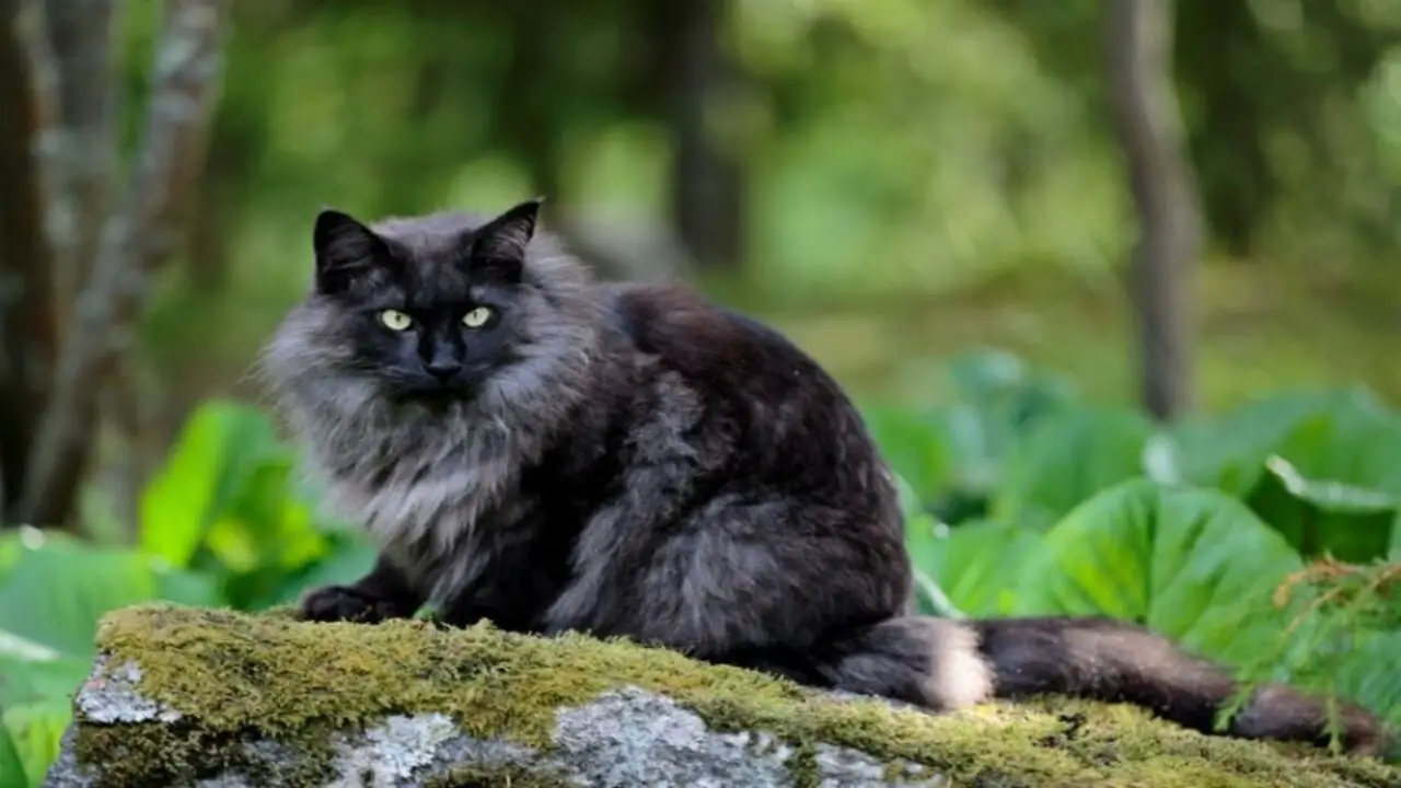 Treatments For White Hair Growth In Black Cats