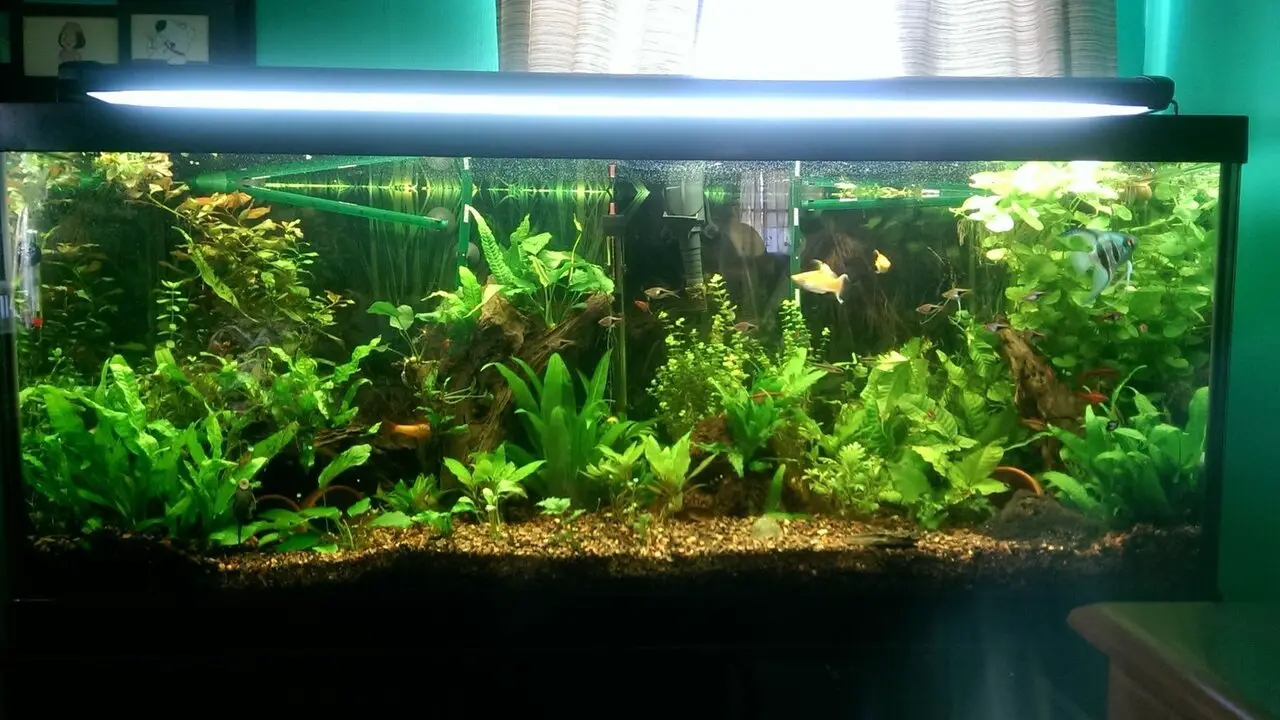 Troubleshooting Common Issues In A Planted Aquarium