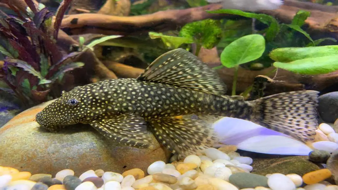 Types Of Sucker Fish Available For Aquariums