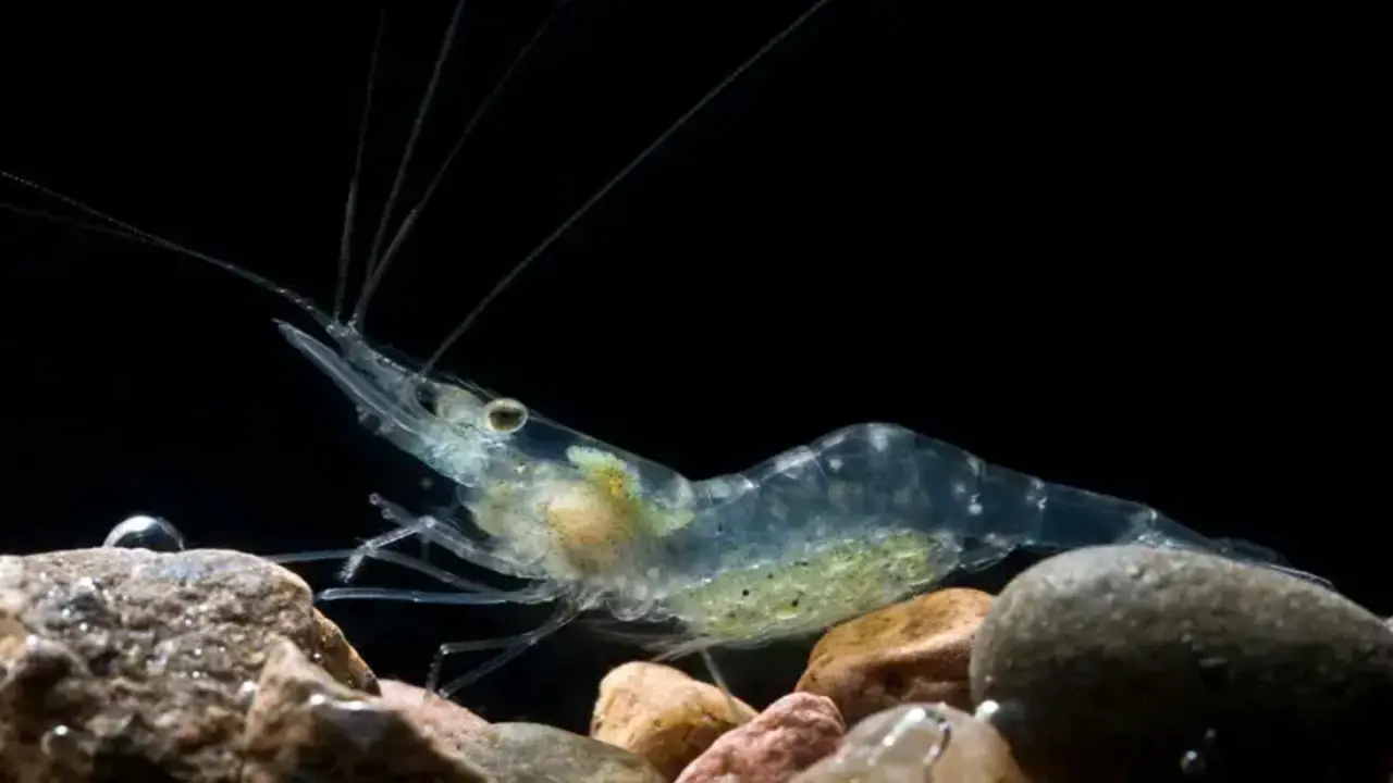 Understanding Molting In Shrimp