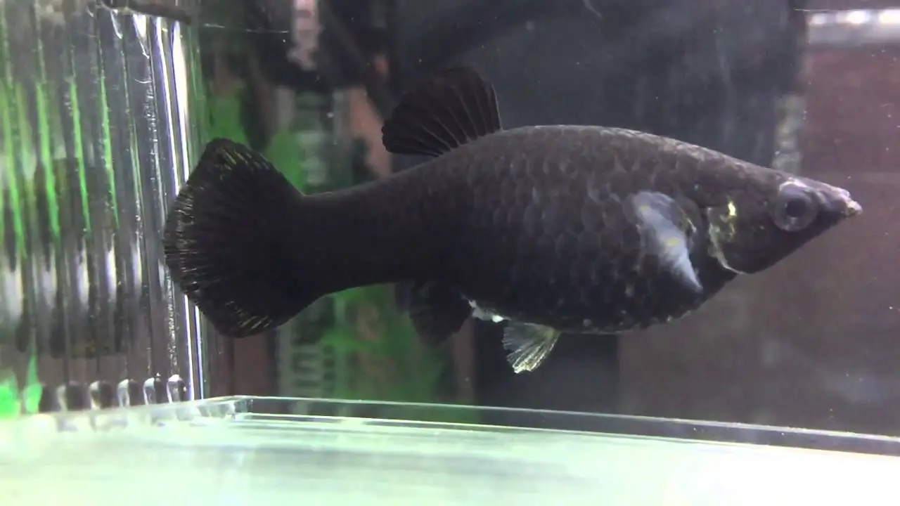 Understanding The Black Molly Fish And Its Pregnancy