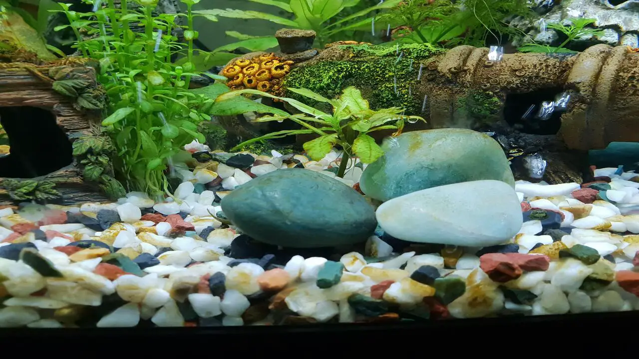 Understanding The Need Of Gravel In A Fish Tank