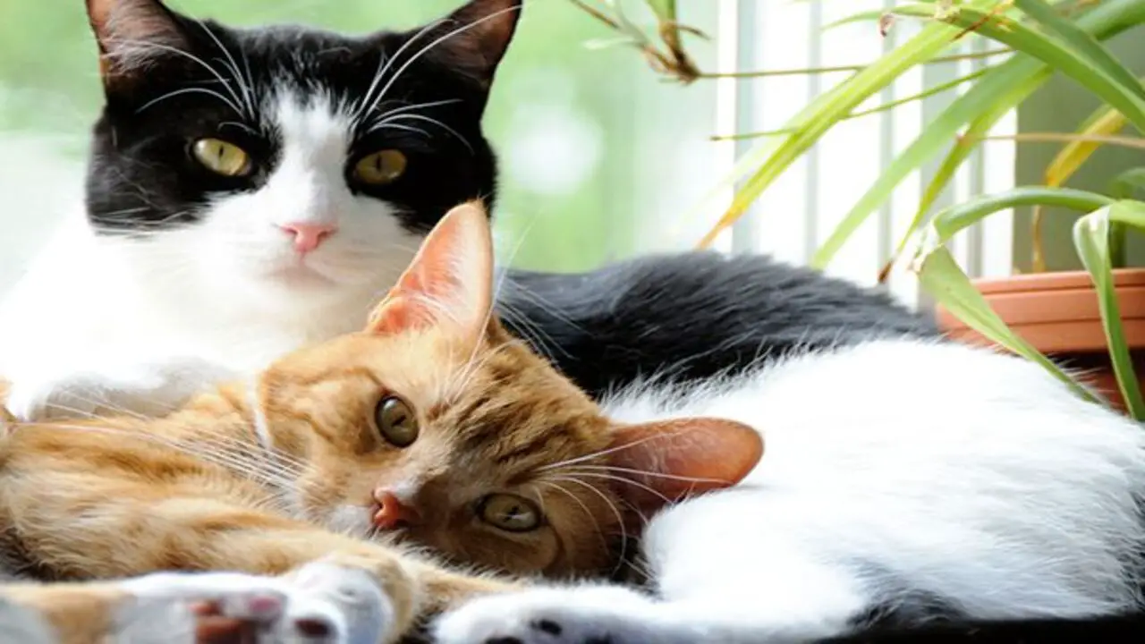 Understanding The Signs Of Increased Affection In Older Cats