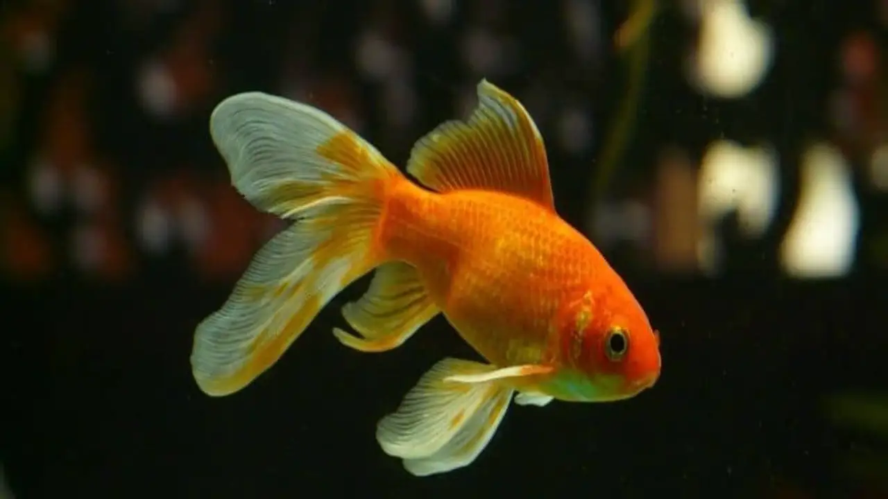 Understanding The White Film On Goldfish