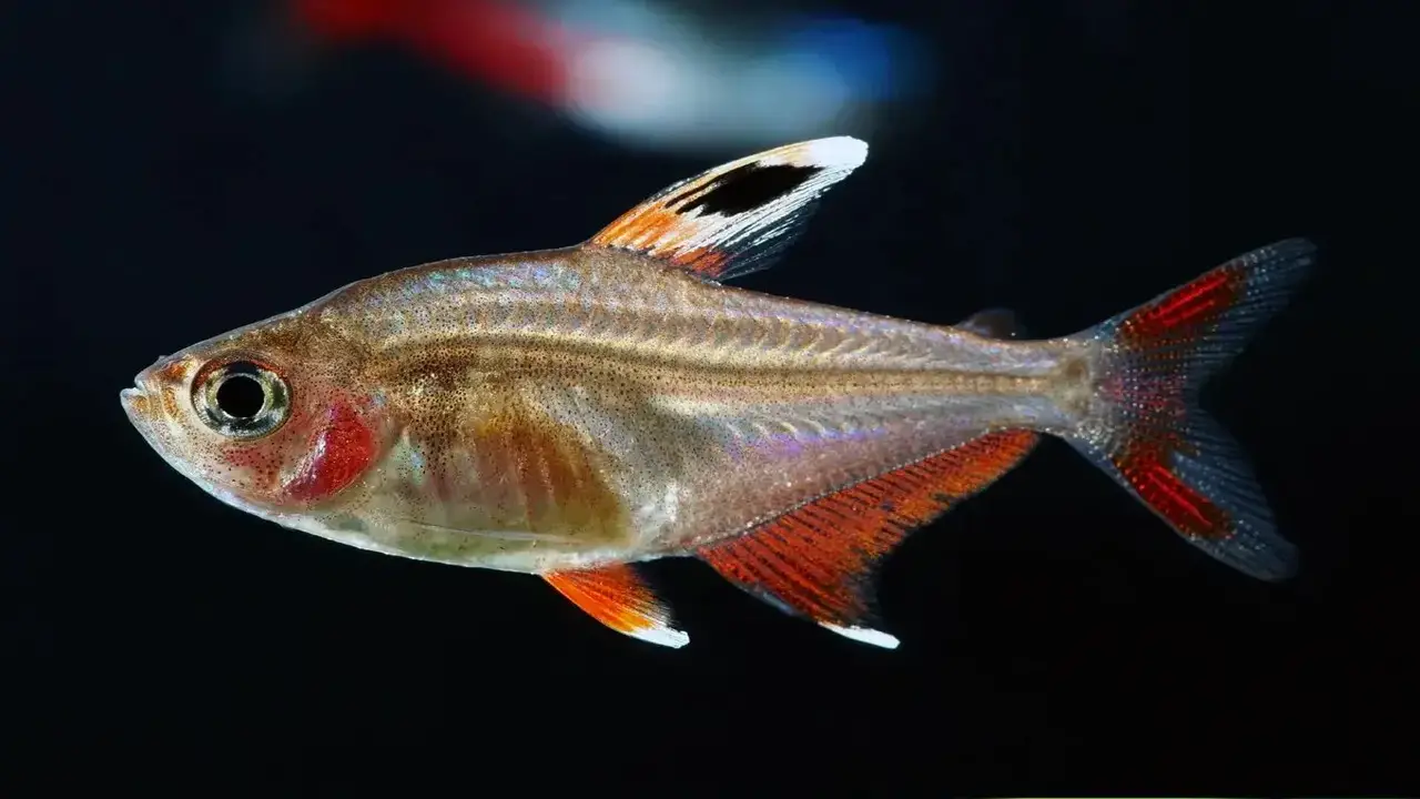 Understanding White Fin Tetra Fish Disease And Its Causes