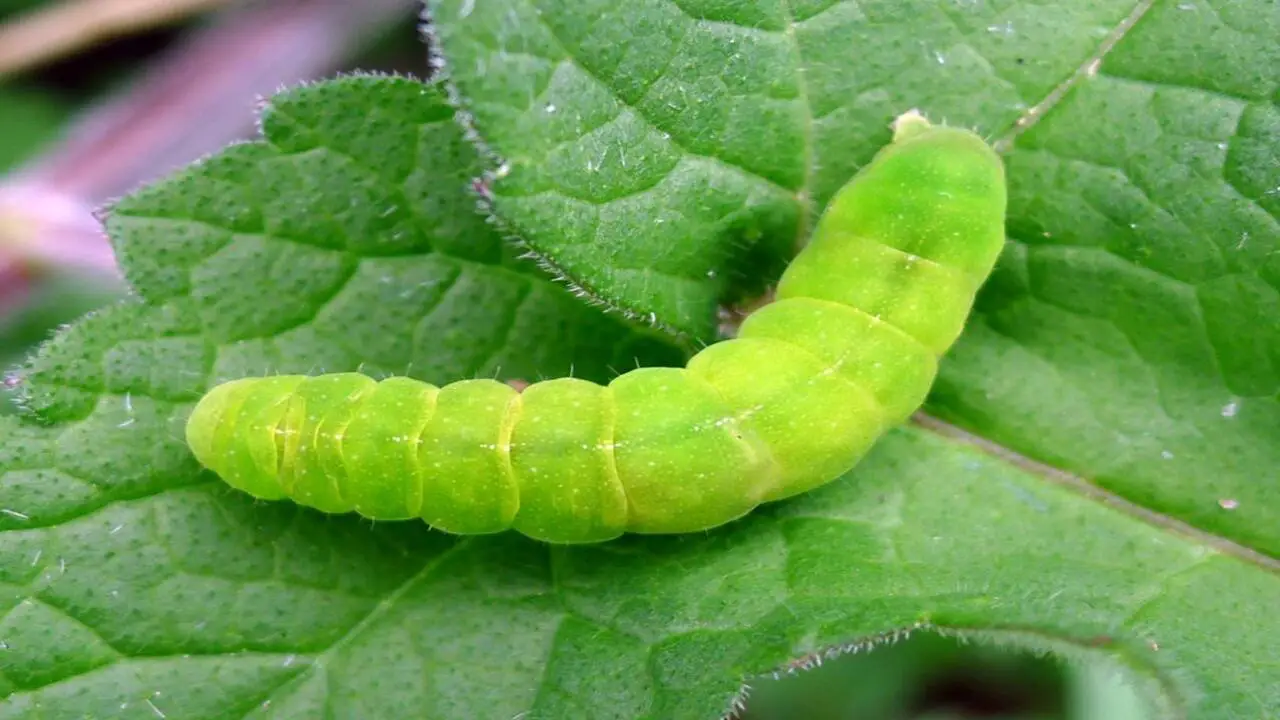 Variations In Color And Size Of Angled Sunbeam-Caterpillars