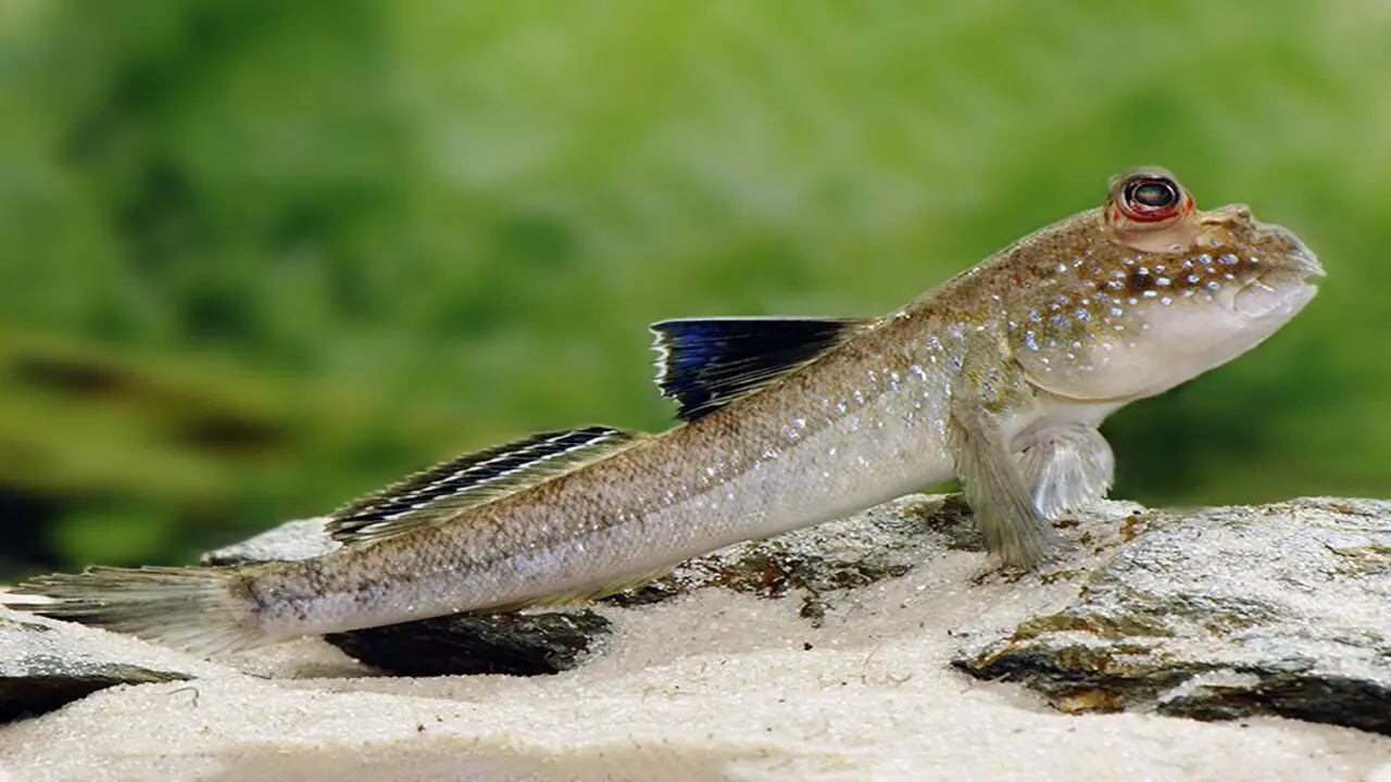 Water Quality And Temperature Requirements For Mudskippers