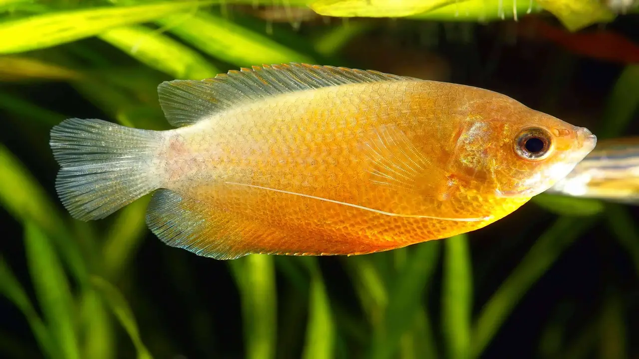 Water Requirements And Tank Setup For Keeping Sunset Thick Lipped-Gourami Fish