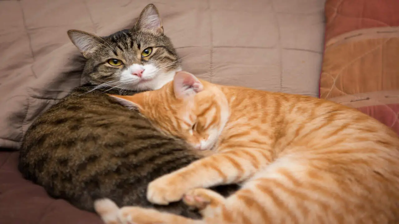 What Cat Breeds Are The Most Affectionate