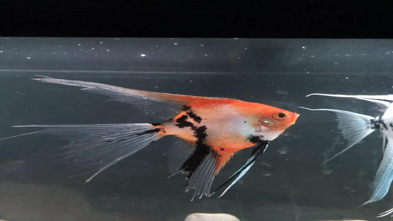 What Causes Fin Rot In Angelfish