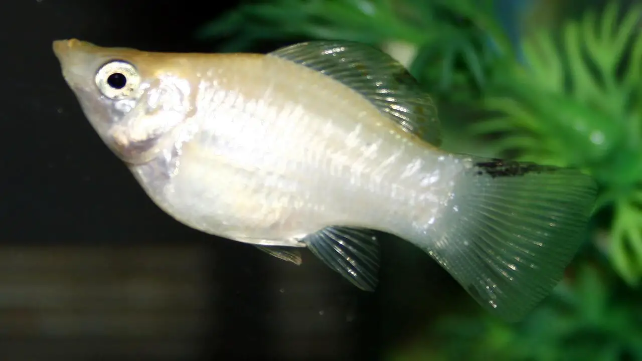 What Is A Gravid Spot On A Molly Fish