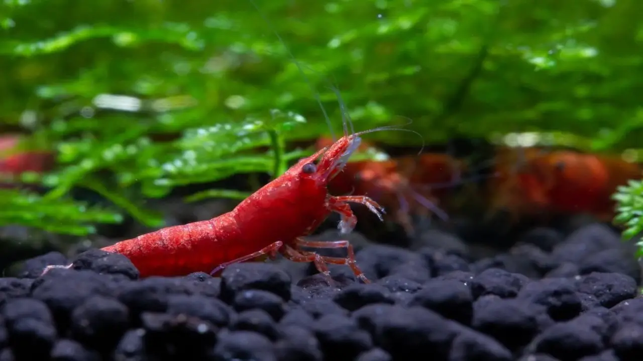 What Is The Value Ph For Cherry Shrimp In The Aquarium