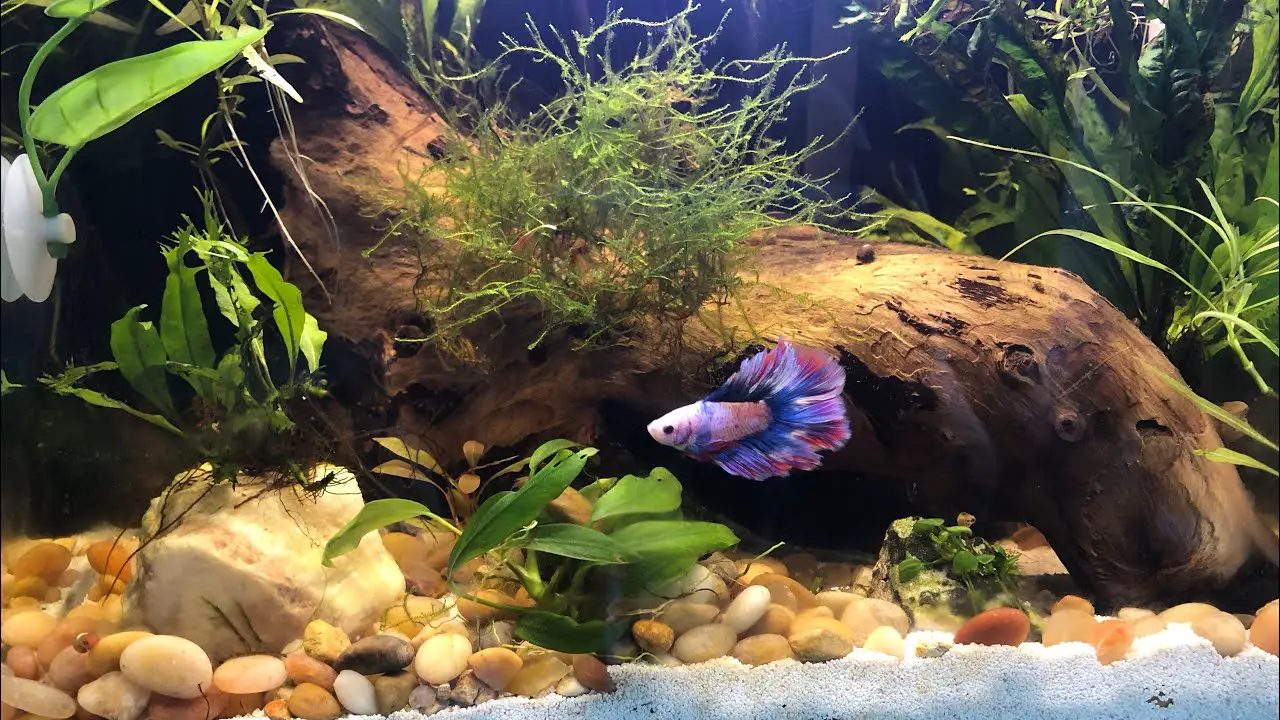 What Is Unique About Stars And Stripes Betta