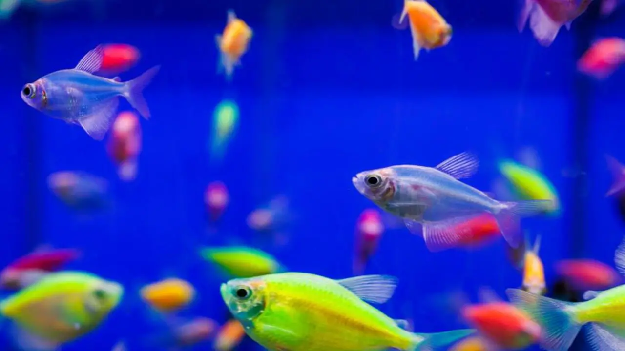 What To Consider When Stocking Your Aquarium