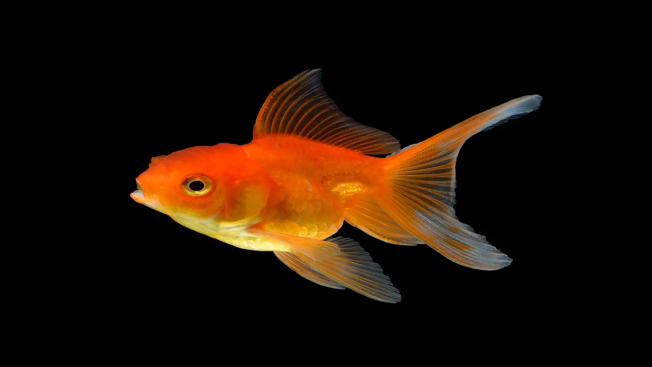 When To Seek Professional Help For Your Goldfish's Health