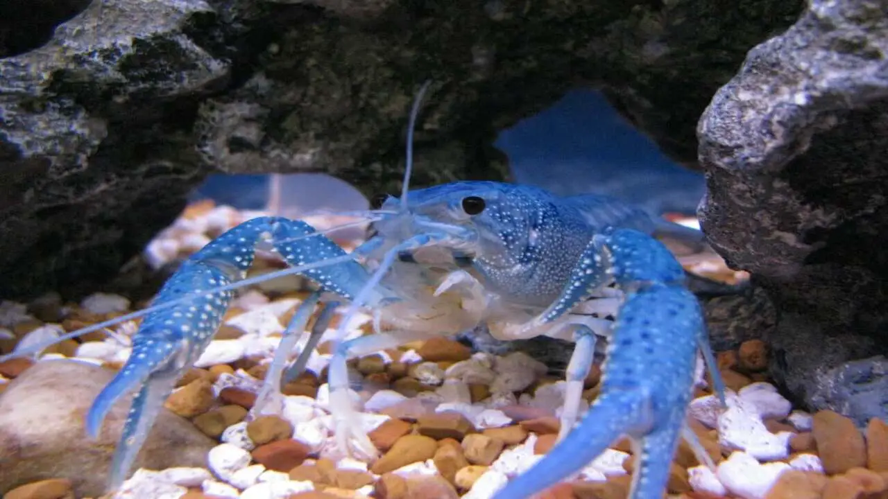 Which Fish Species To Avoid With Crayfish