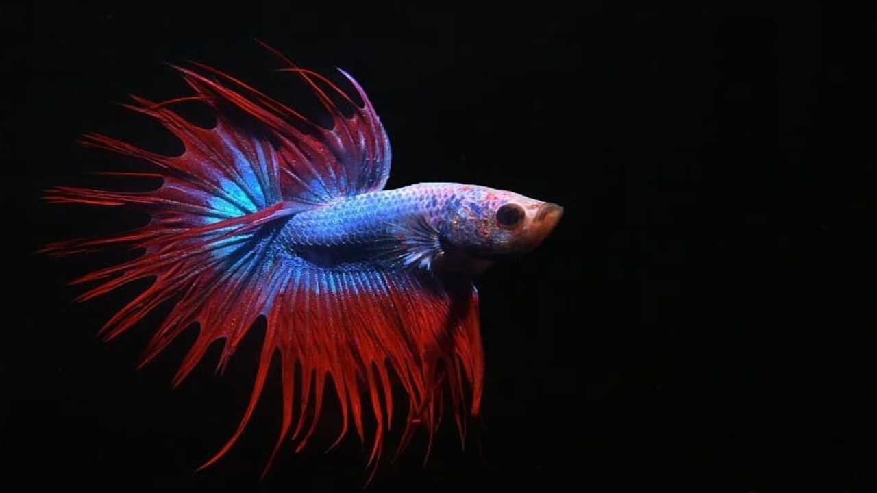 Why Are Goth-Fish Considered A Unique Addition To Aquariums