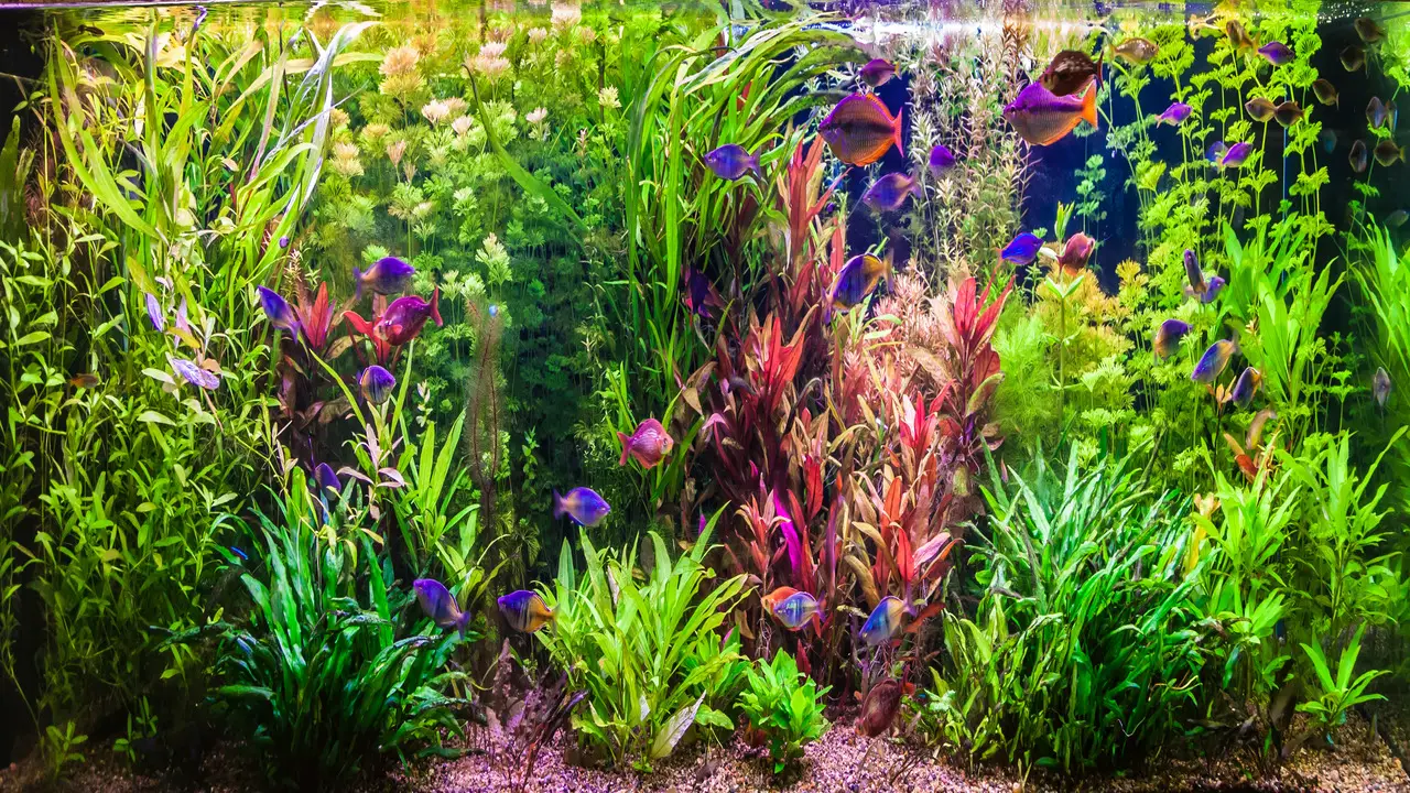 Why Choose Petco-Aquarium Plants