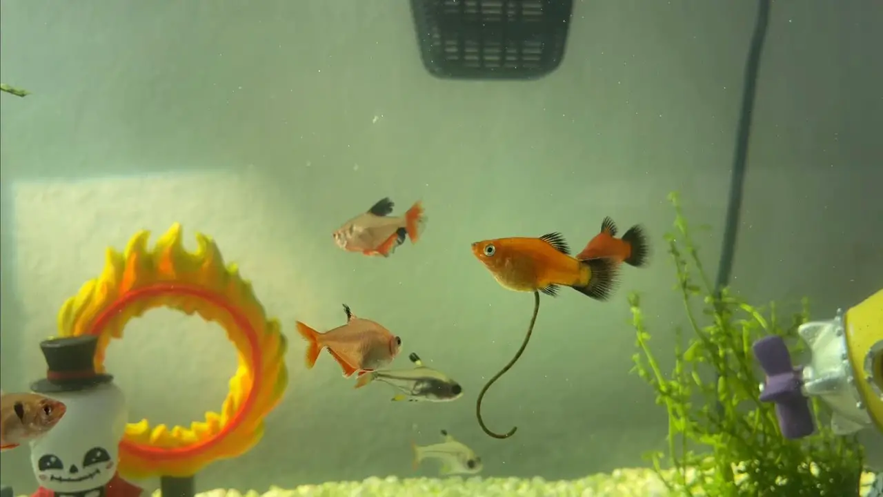 Why Guppy Pooping In The Aquriuam And How To Prevent Them