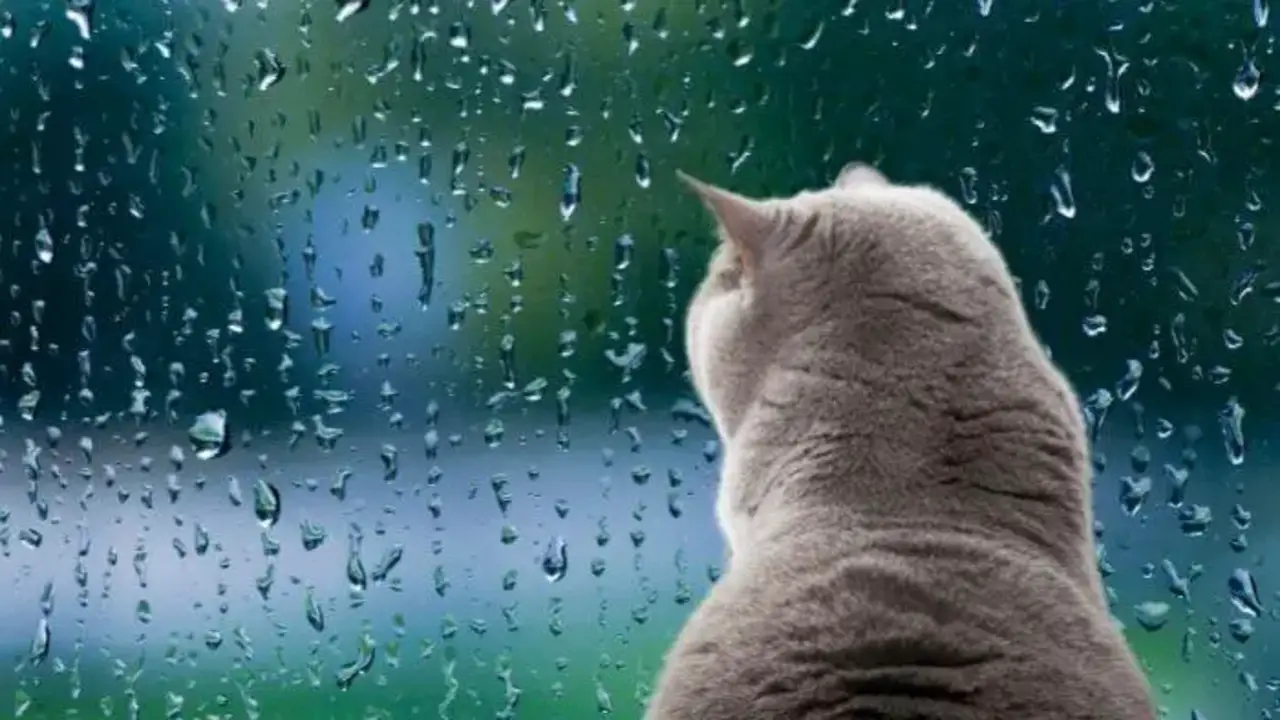 Why Is My Cat Sitting Out In The Rain - The 5 Reasons