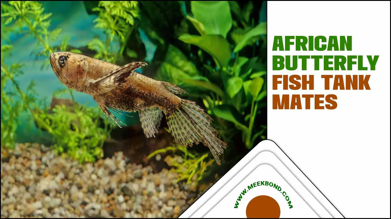 African Butterfly Fish Tank Mates: Expert Recommendations