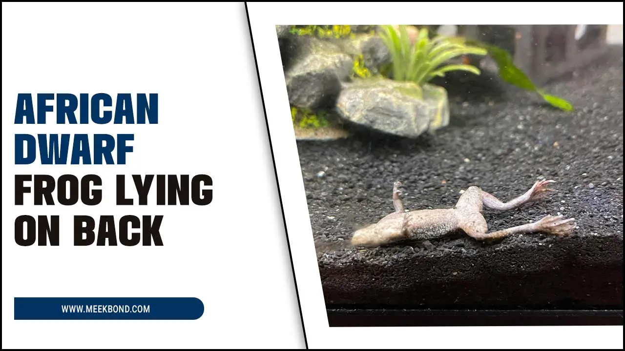 African Dwarf Frog Lying On Back: Causes & Solutions