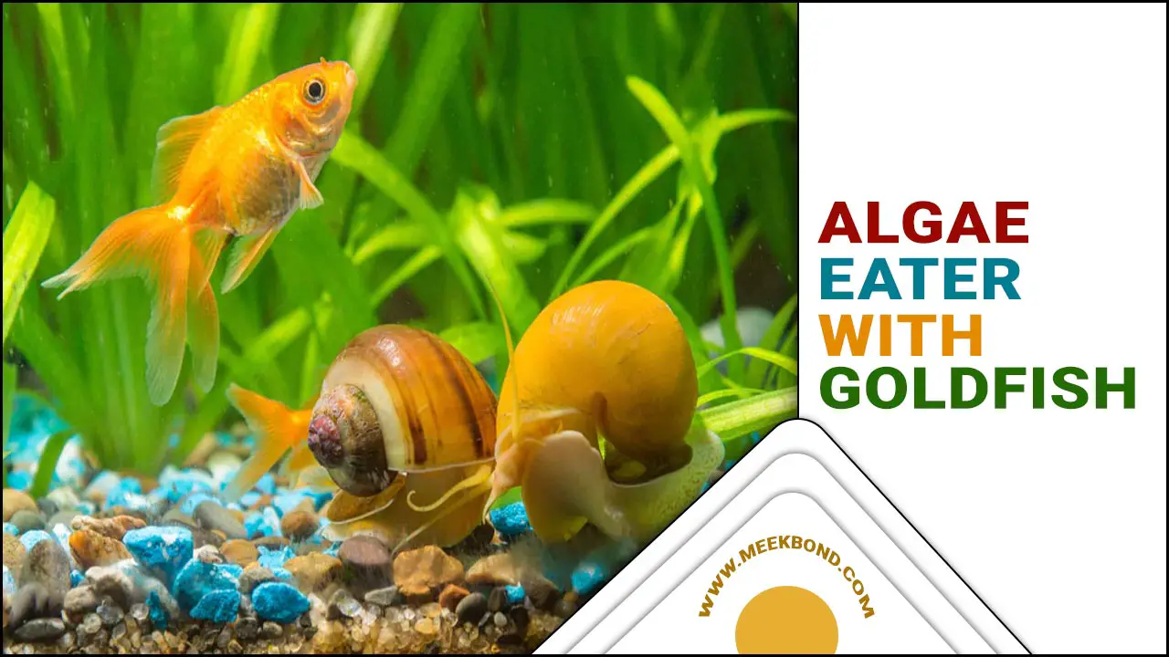 Algae Eater With Goldfish: A Comprehensive Listb