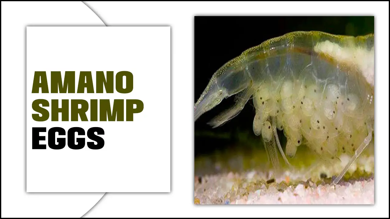 Amano Shrimp Eggs: How To Care For Shrimp Eggs