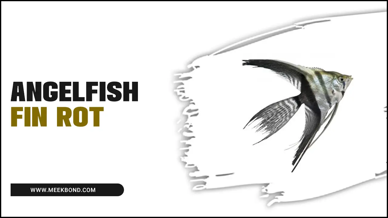Angelfish Fin Rot: Causes, Symptoms, Treatment, And More