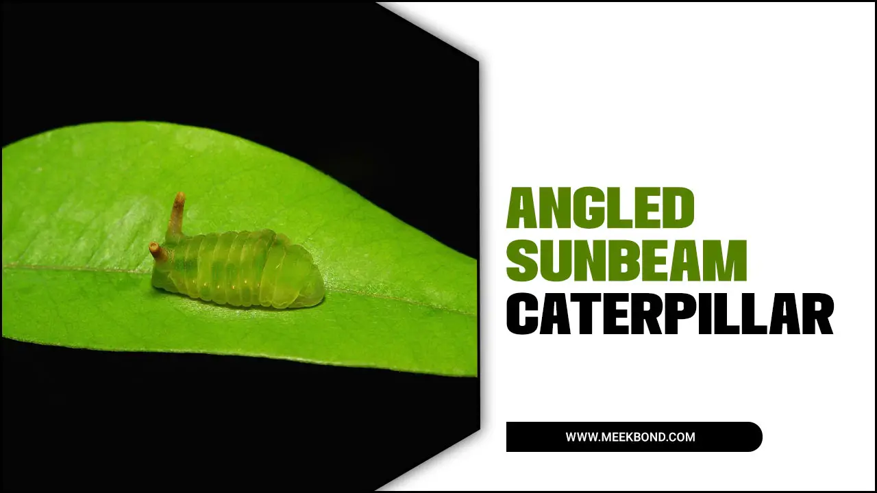 How To Identify Angled Sunbeam Caterpillar?