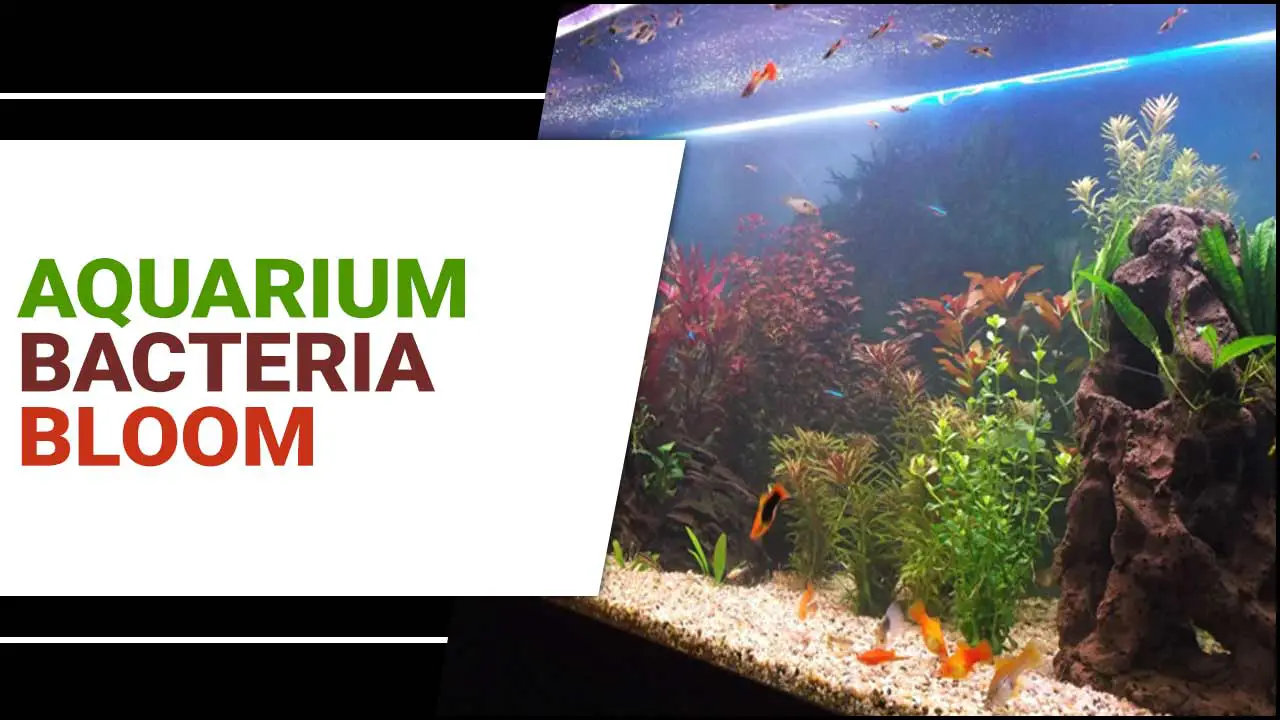 Manage Aquarium Bacteria Bloom With Expert Guide