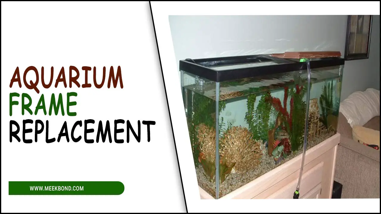 Aquarium Frame Replacement: A Practical Guide