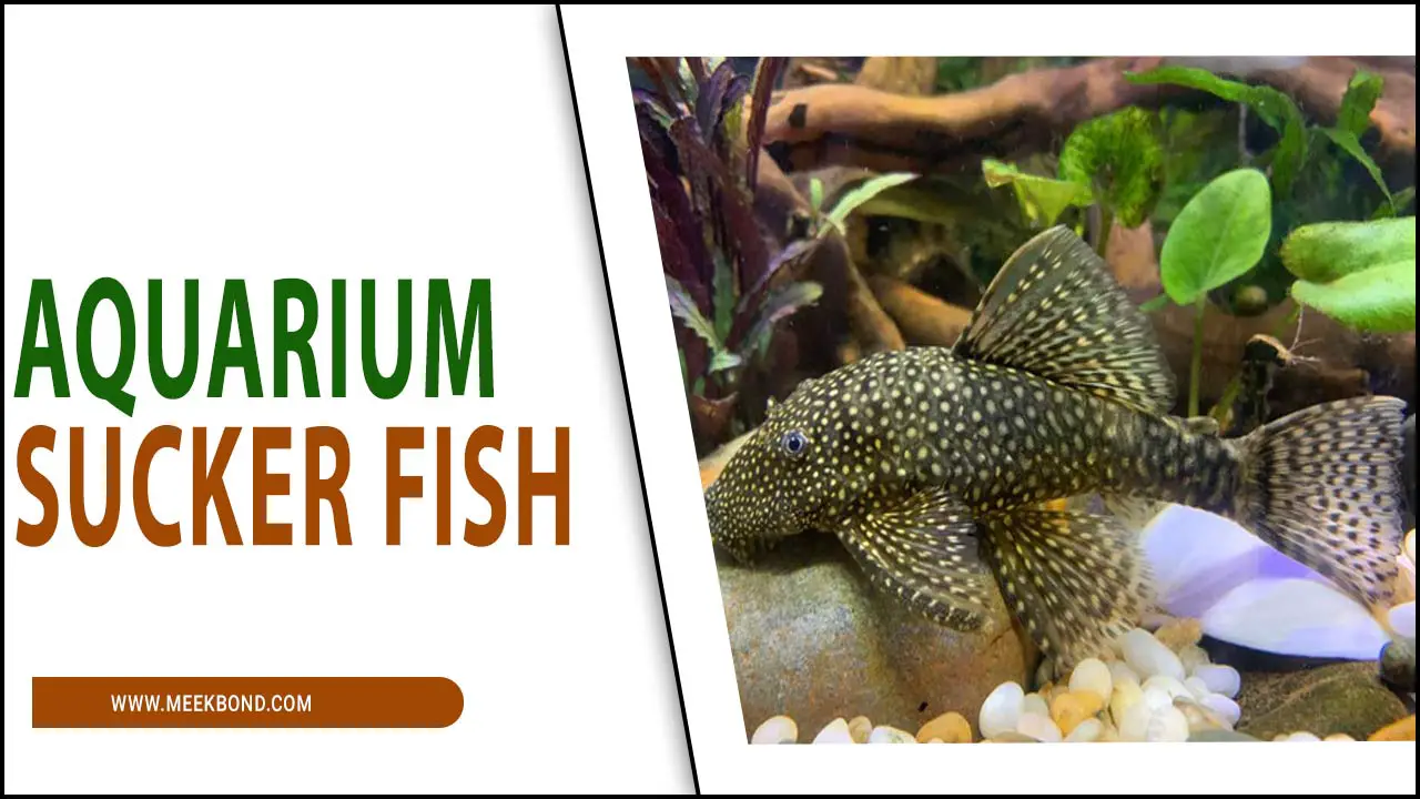 Aquarium Sucker Fish: The Clean-Up Crew Of Freshwater Tanks
