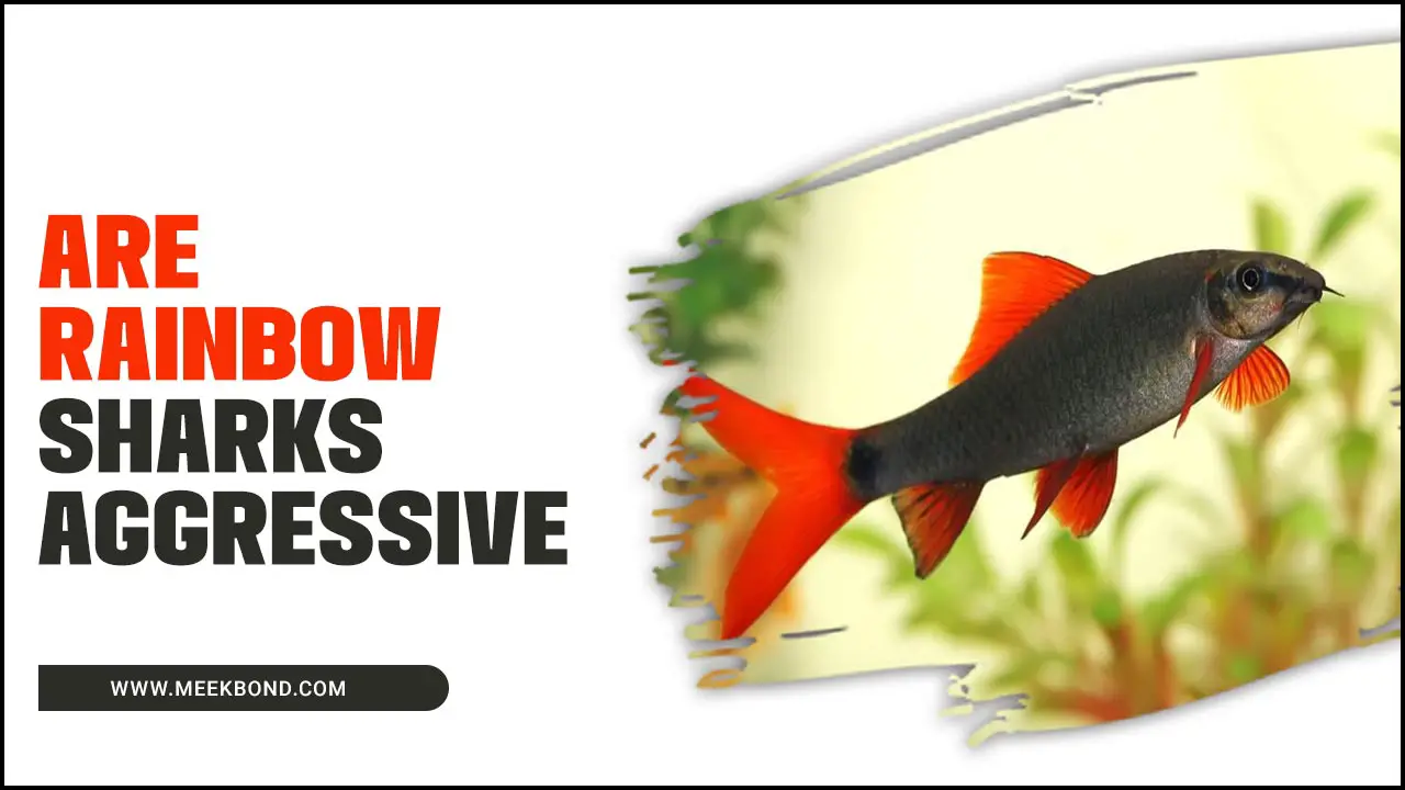Are Rainbow Sharks Aggressive? – Get The Facts Here