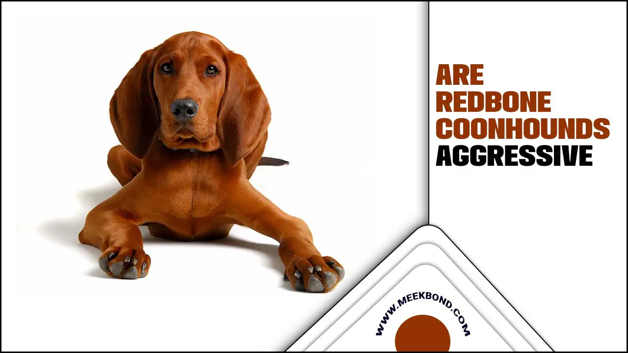 Are Redbone Coonhounds Aggressive? Exploring The Truth