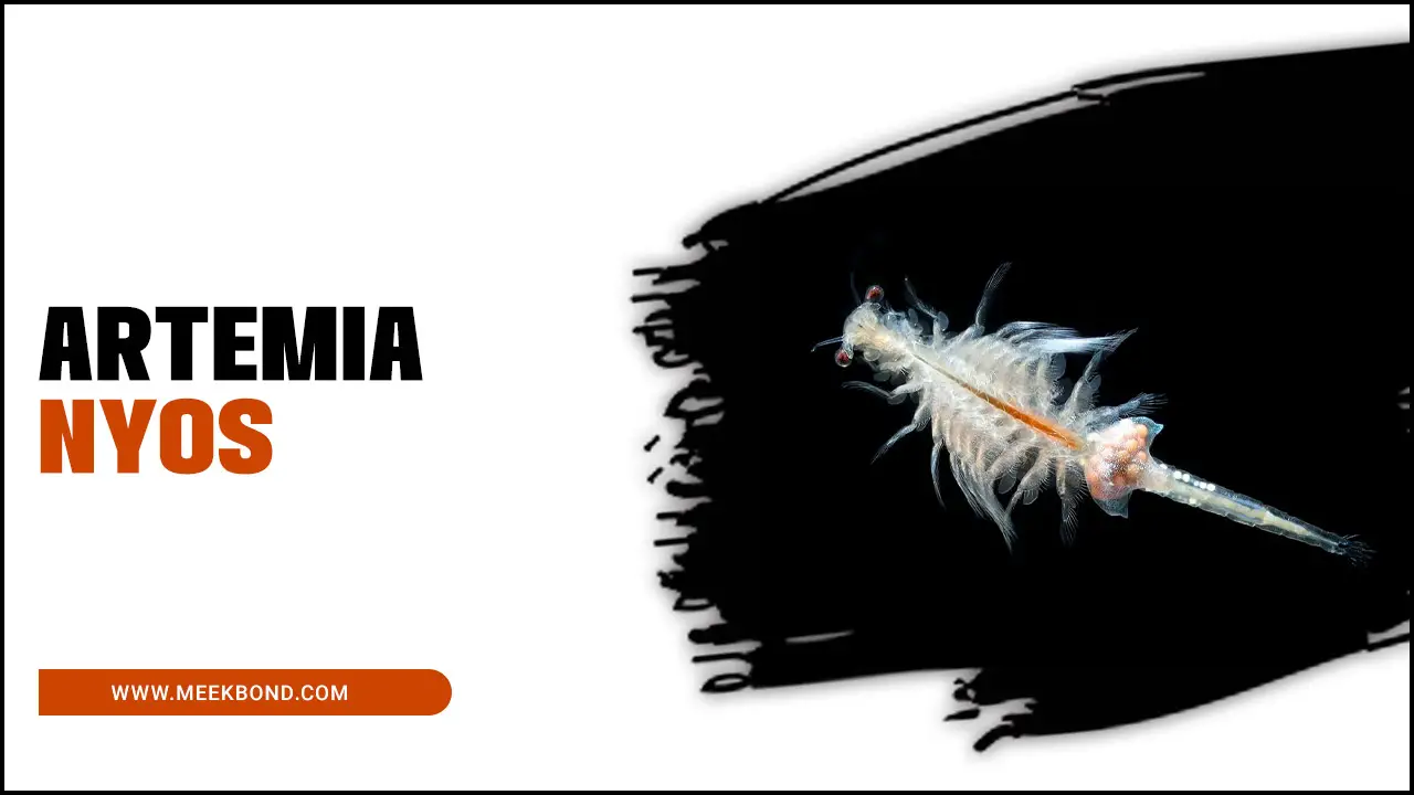 Artemia Nyos: The Sea-Monkey Craze