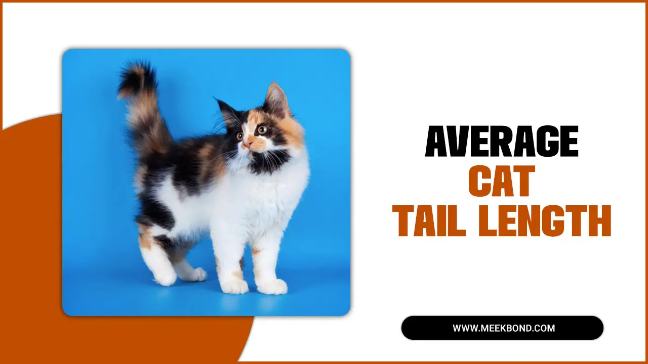 What Is The Average Cat Tail Length?
