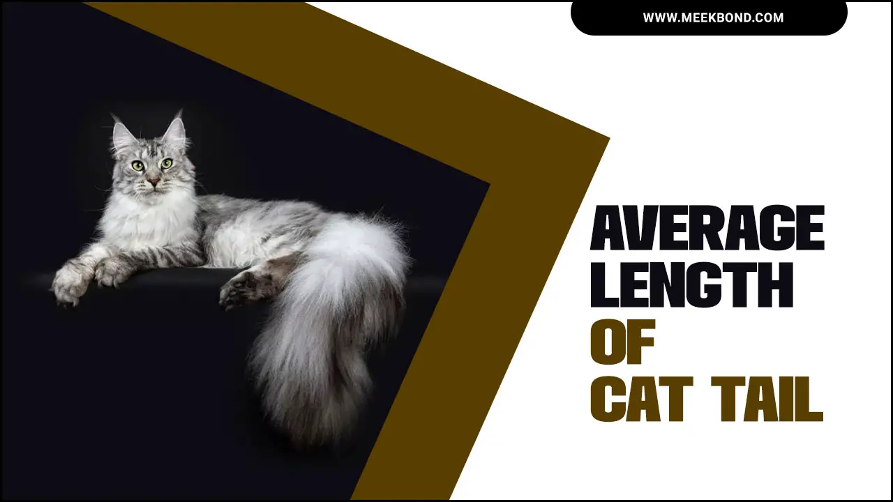 All About The Average Length Of Cat Tail