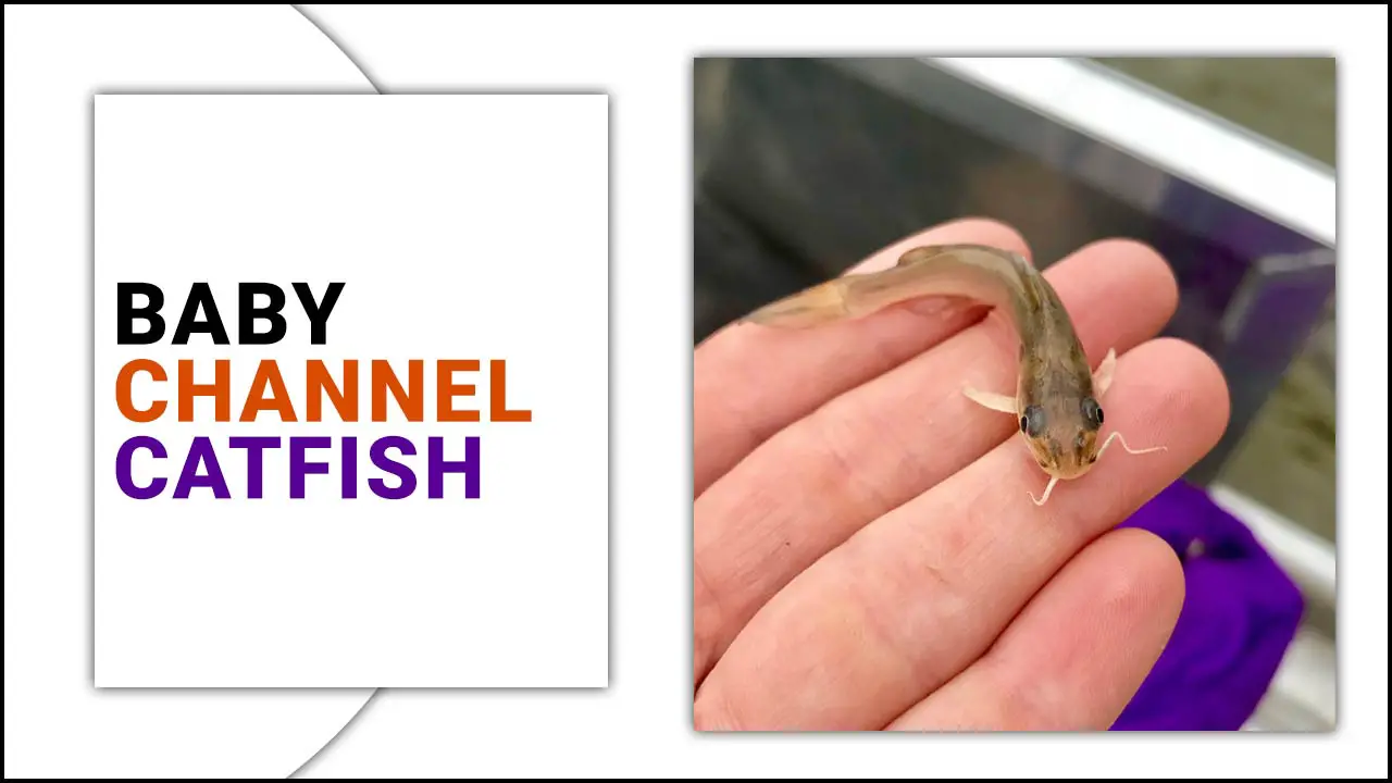 How To Identify Male Or Female Baby Channel Catfish
