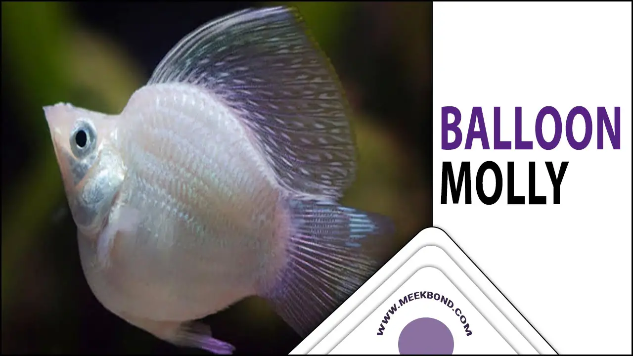 Balloon Molly: The Perfect Addition To Your Aquarium