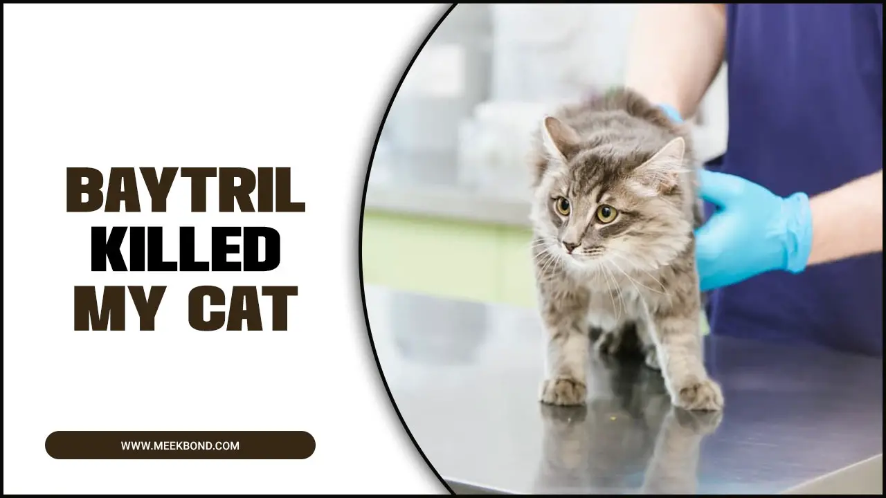 Baytril Killed My Cat: Contraindications And Proper Usage